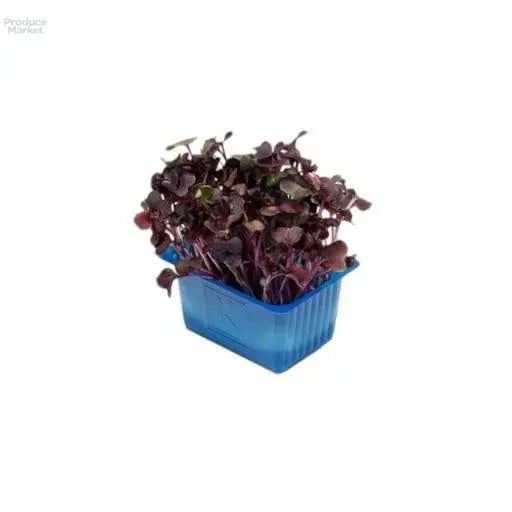 Sakura Micro Cress - x16 Box - Produce Market