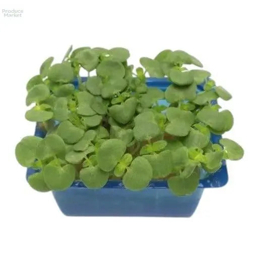 Shiso Green Leaf Micro Cress - x16 Box - Produce Market