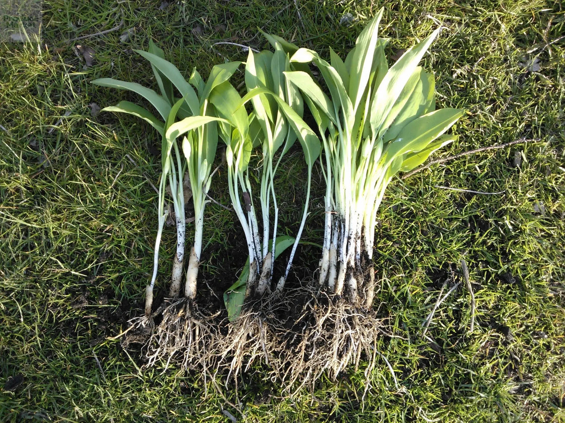 Discovering-the-Best-Uses-of-Garlic-Wild-in-Your-Culinary-Adventures Produce Market