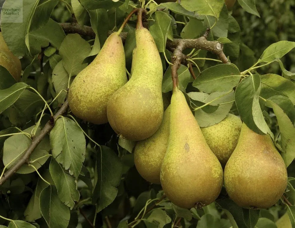 Growing-the-Best-Conference-Pear-Care-Tips-and-Harvest-Guide Produce Market