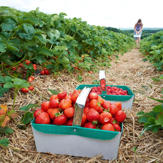 The-Best-Guide-to-Seasonal-UK-Produce-What-s-Fresh-This-Month Produce Market