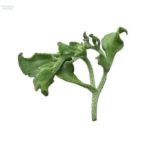 French Ice Salad (Ficoide) - 1 KG - Produce Market