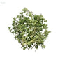 Lemon Thyme - 100G Pack - Produce Market