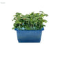 Tahoon Micro Cress - x16 Box - Produce Market